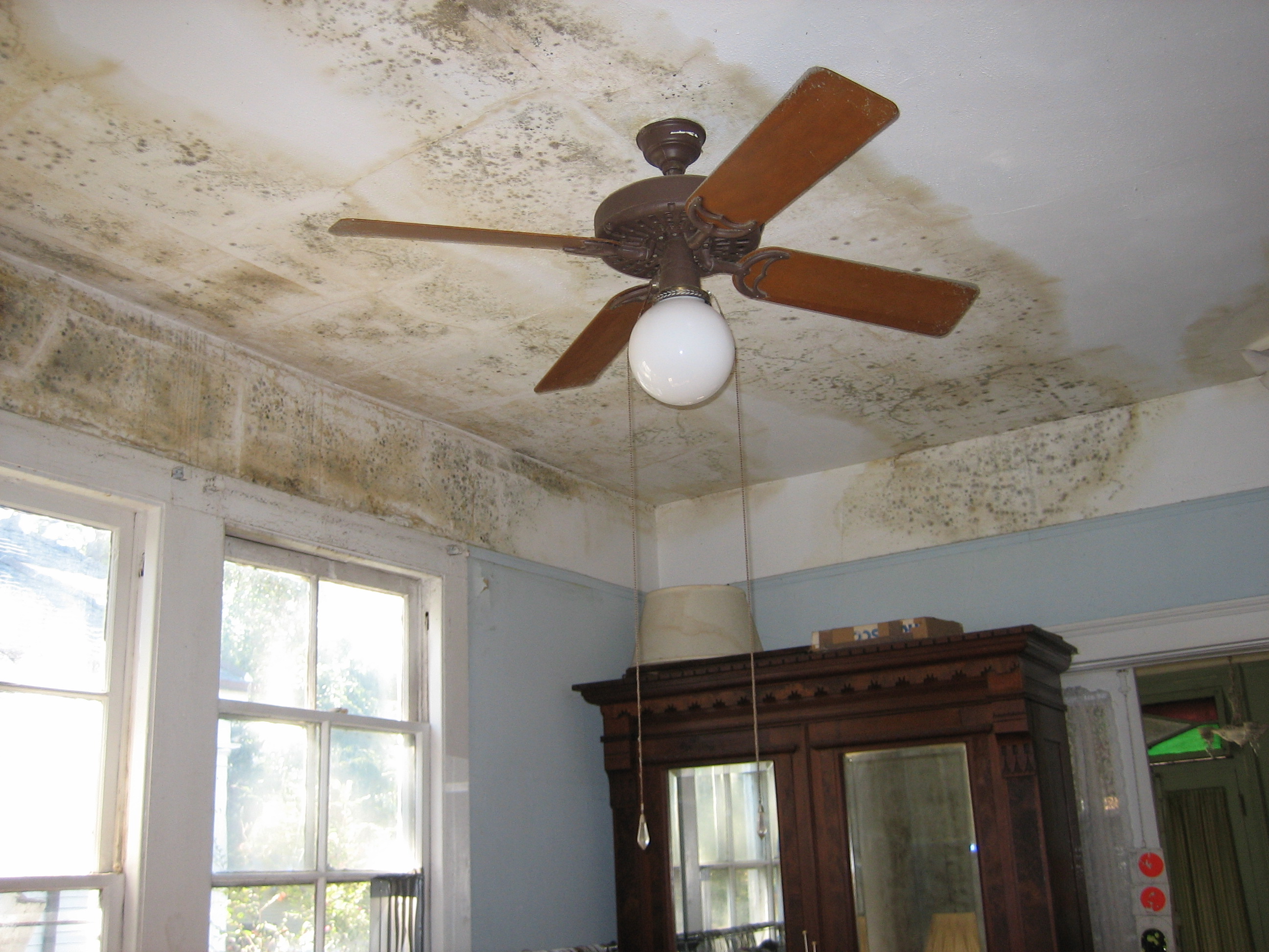 Mold Remediation Marketing: How to Fill Your Schedule With High-Urgency Jobs